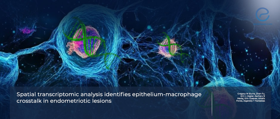 Cellular Interactions Driving Peritoneal Endometriosis 