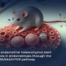 Endostatin-Expressing Stem Cells: A New Approach to Treating Endometriosis